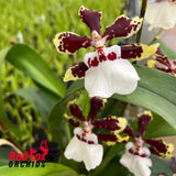 Oncidium 'ST4228'