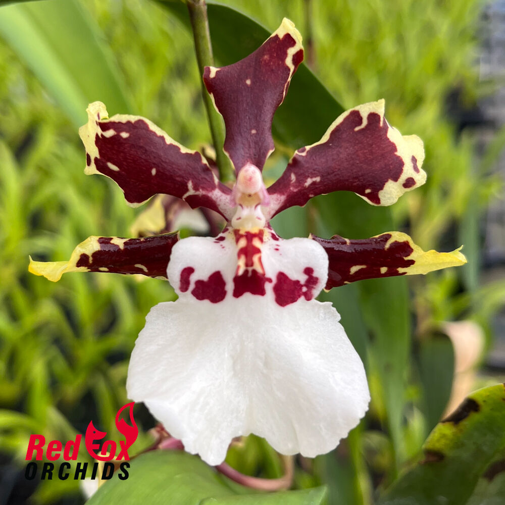 Oncidium 'ST4228'