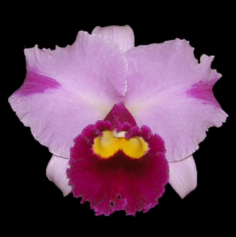 Rhyncholaeliocattleya Dream Paradise 'Temptation'