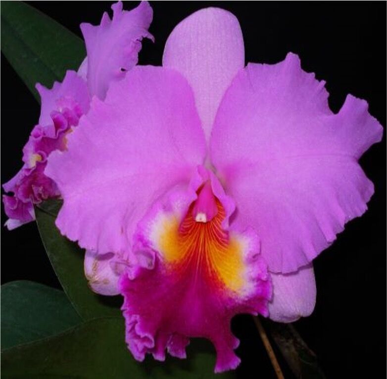 Rhyncholaeliocattleya Rose Whisper 'Suisei'
