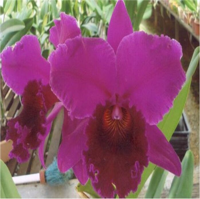 Rhyncholaeliocattleya Norman's Prophesy 'Montclair'