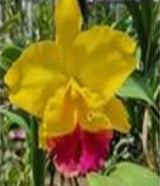 Rhyncholaeliocattleya Yen Thanathorn