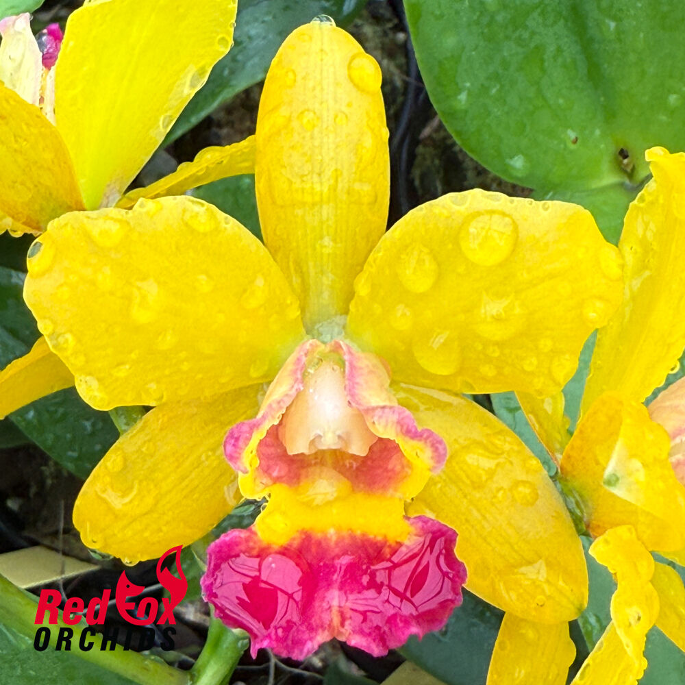 Laeliocattleya Jiera Doll x Varut Startrack