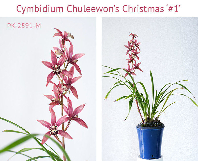 Cymbidium Chuleewon's Christmas '#1'