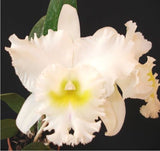 Rhyncholaeliocattleya Pastoral 'Innocence'