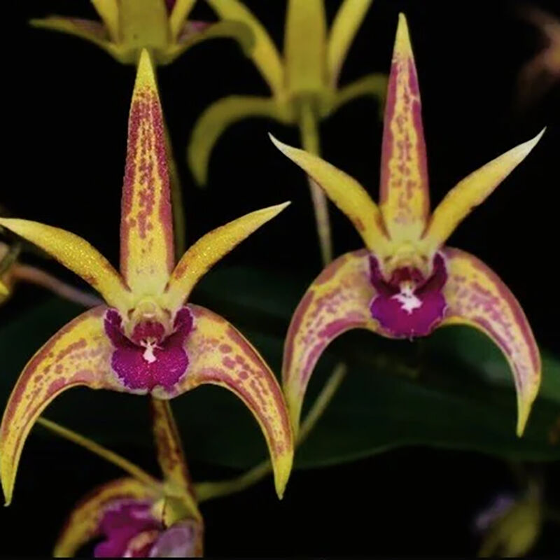 Dendrobium Starsheen 'Botanic Fireworks' x self