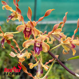Dendrobium Jairak Helix var. Kanjana