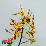 Dendrobium Jairak Helix var. Kanjana