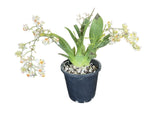 Oncidium Twinkle Chian-Tzy 'Miss Muffet'