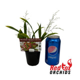 Oncidium Twinkle Chian-Tzy 'Red Girl'