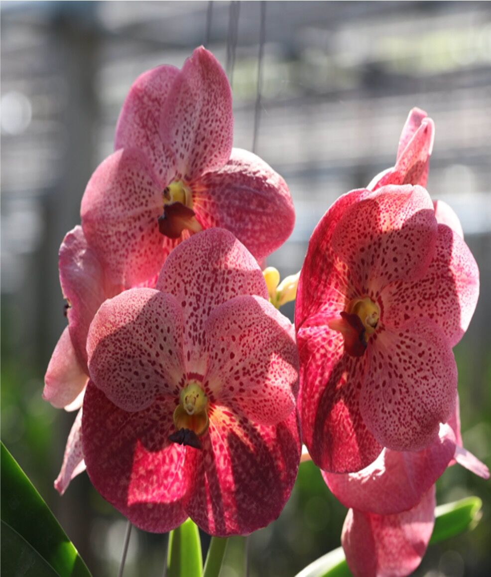 Vanda (Dr. Anek x Fuch's Delight 'Pink')