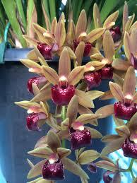 Cymbidium Kevbourkas 'J&D'