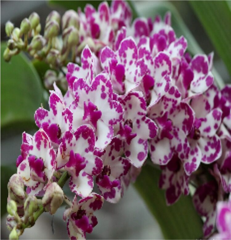 Rhynchostylis gigantea 'Ply'