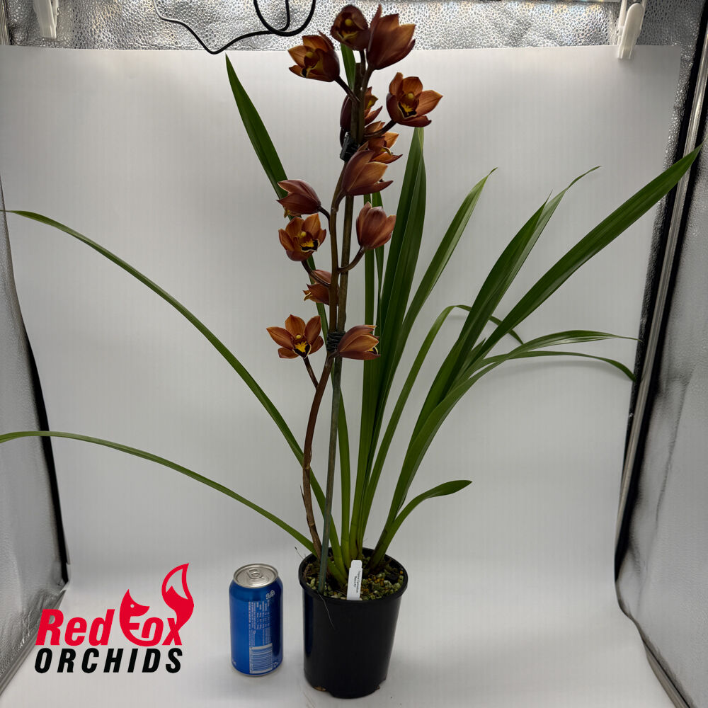 Cymbidium 'Retiro FC'
