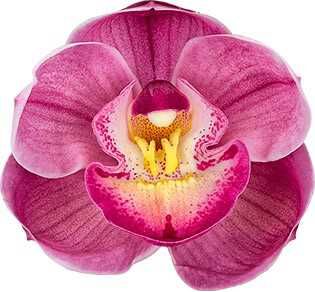 Cymbidium Abbigail