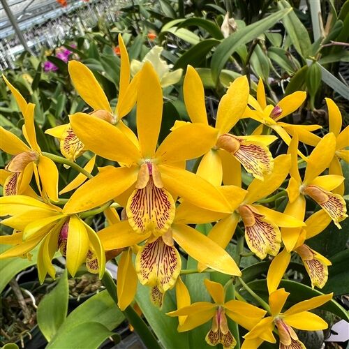 Epicattleya Kyoguchi 'Happy Field'