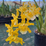 Oncidium 'Lemon Sorbet'