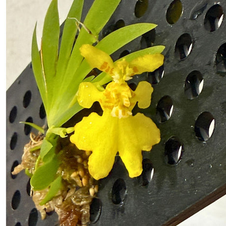 Erycina pusilla