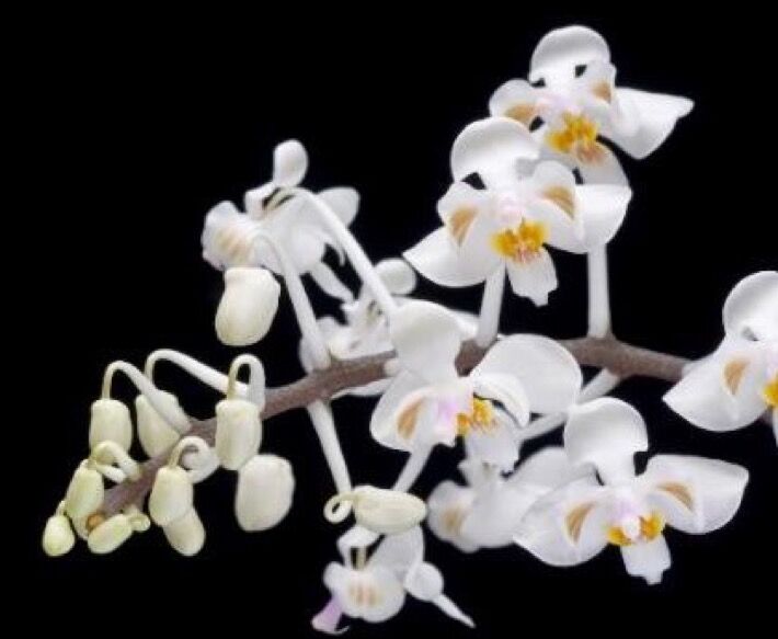 Phalaenopsis celebensis 'ID55 31' x 'ID55 #2'