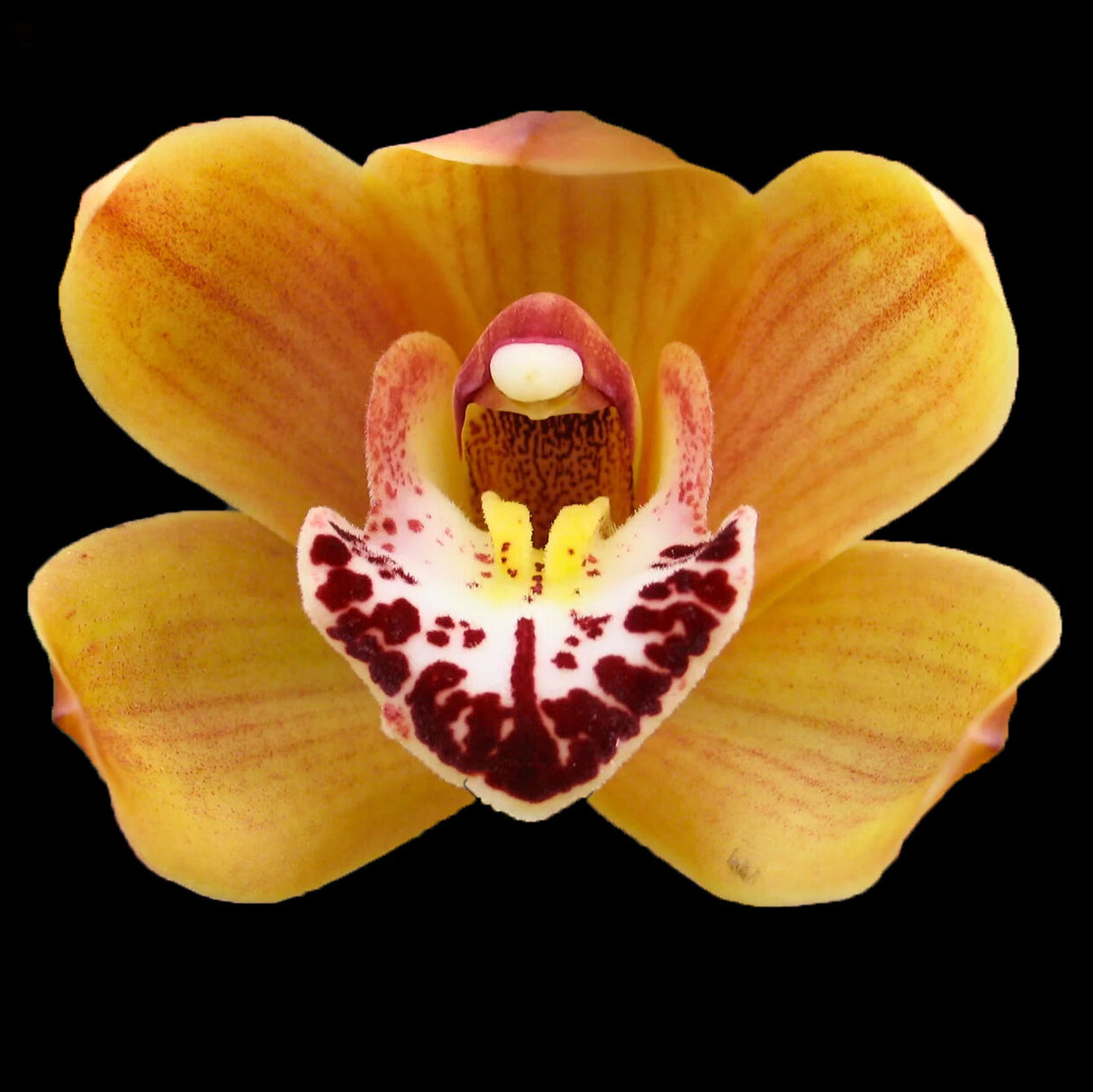 Cymbidium Stone Free 'Orange Gem'