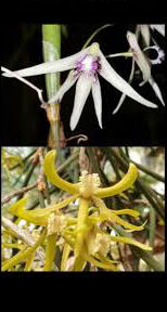 Dockrillia Anthedon Star x brevicauda 'GD'