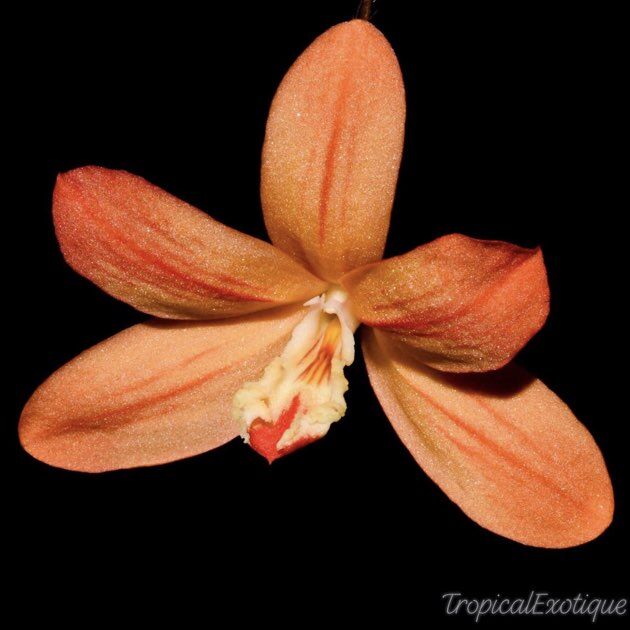 Dendrobium lawiense