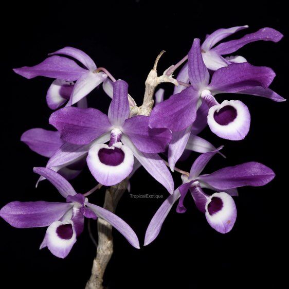 Dendrobium lituflorum