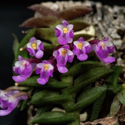 Schoenorchis scolopendria