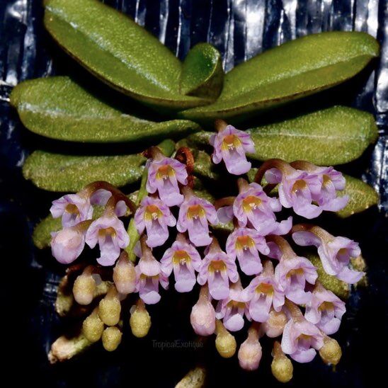 Schoenorchis seidenfadenii