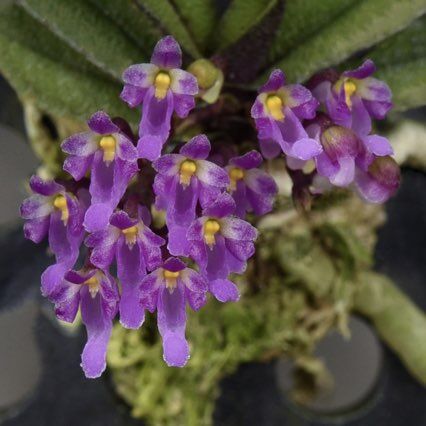 Schoenorchis tixieri