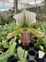Paphiopedilum In-Charm Silver Bell x Doya Green Prince