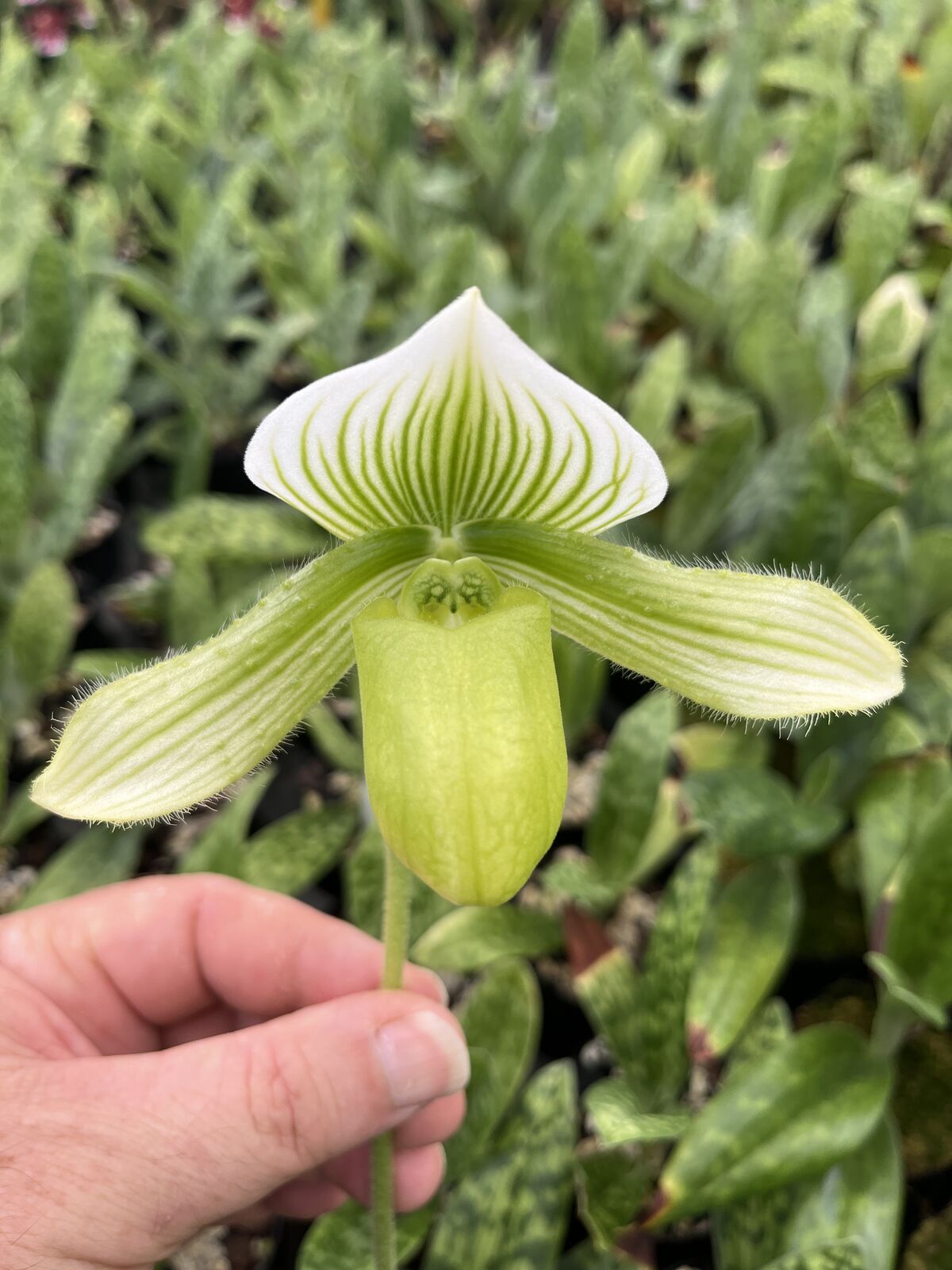 Paphiopedilum In-Charm Silver Bell x Doya Green Prince