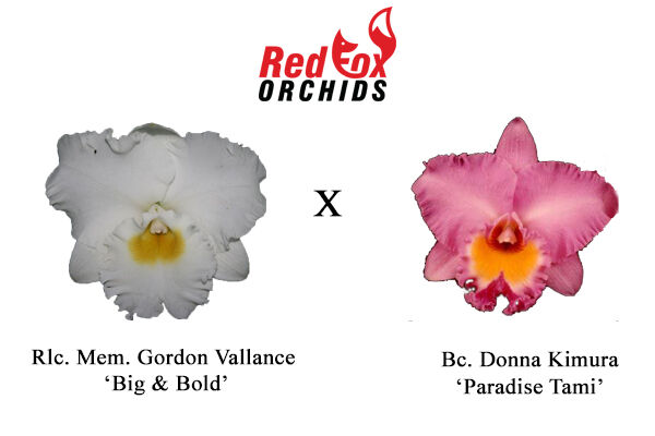 Rhyncholaeliocattleya Mem. Gordon Vallance 'Big & Bold' x Bc. Donna Kimura 'Paradise Tami'