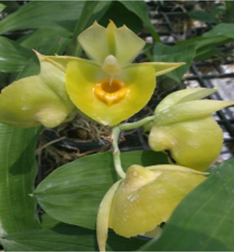 Catasetum pileatum