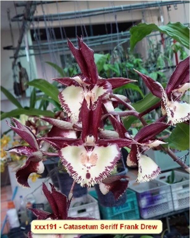 Catasetum Sheriff Frank Drew