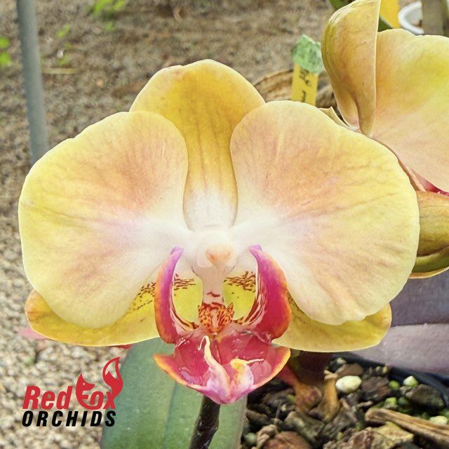 Phalaenopsis Honey Peach X Sin-Yaun Golden Beauty