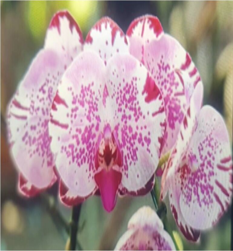 Phalaenopsis Purple Fancy