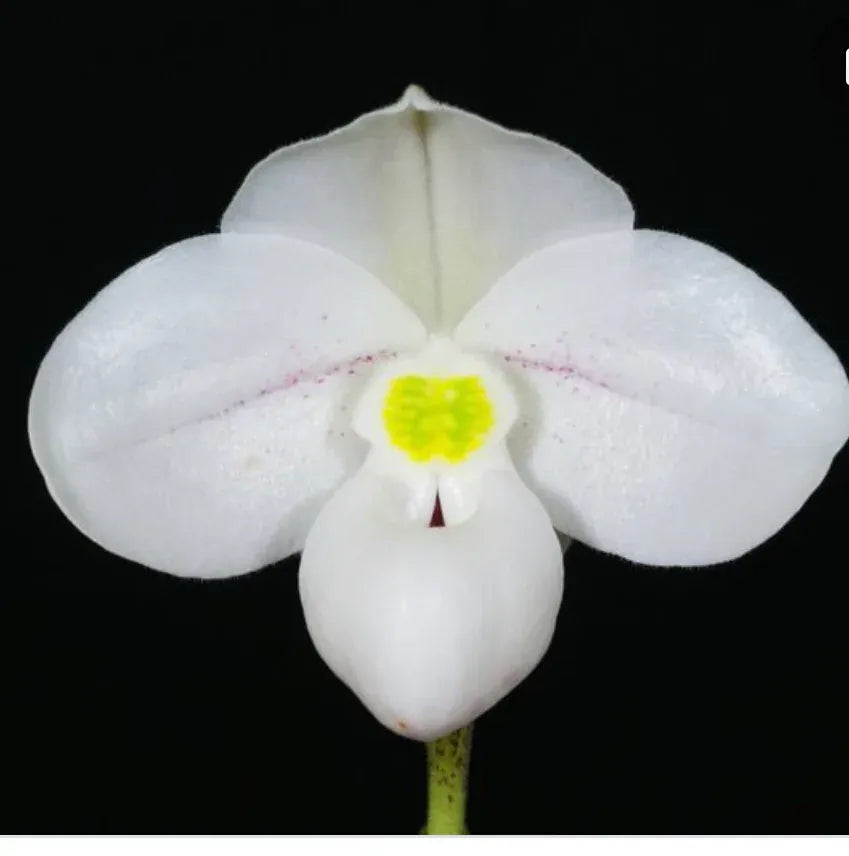 Paphiopedilum thaianum