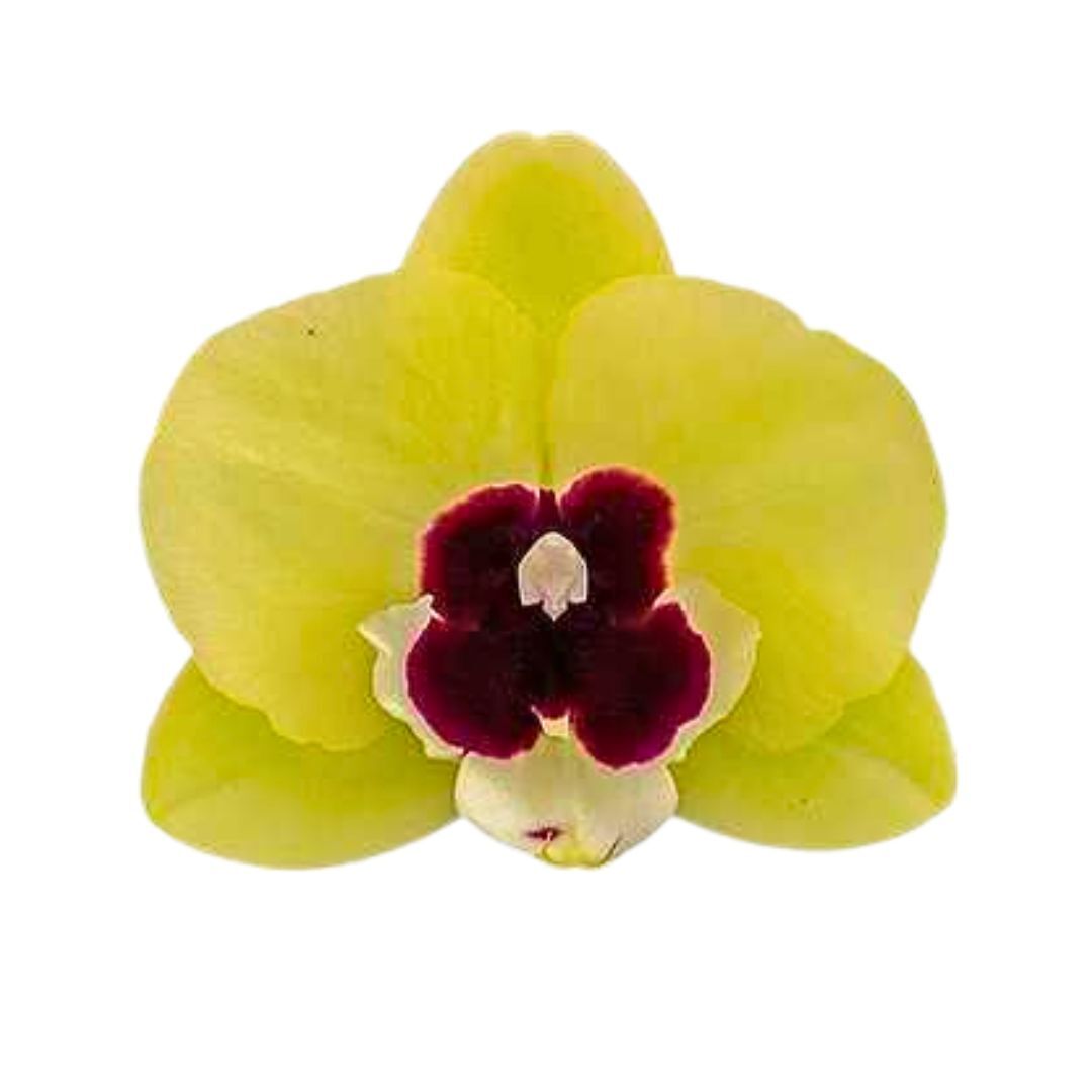 Phalaenopsis Talking Drum