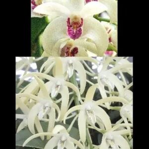 Dendrobium Lookout 'Showoff' x speciosum 'Snowdrift'