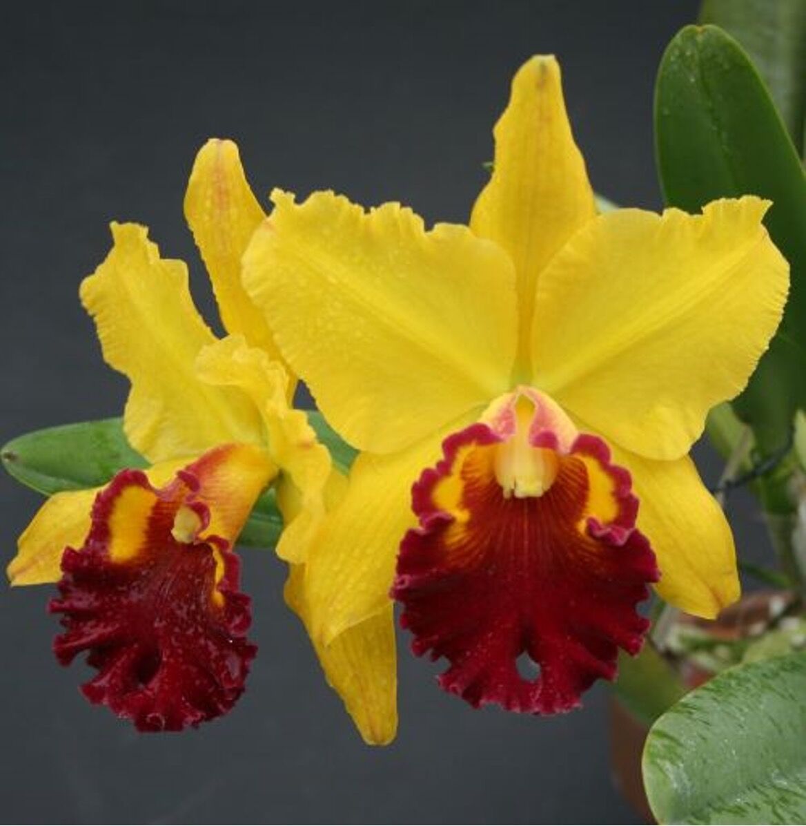 Rhyncholaeliocattleya Lawless Romeo 'Juliet'