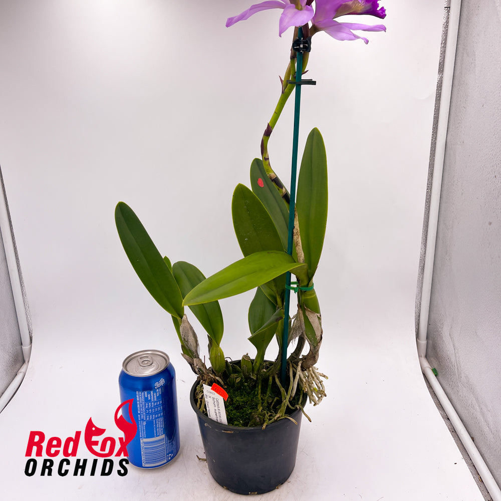 Schomburgkia superbiens x Brassolaeliocattleya Good News 'Burdekin'