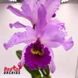 Schomburgkia superbiens x Brassolaeliocattleya Good News 'Burdekin'