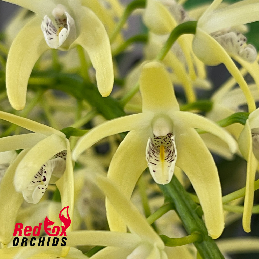 Dendrobium speciosum var. (grandiflorum 'Phena's Gold' X curvicaule 'Daylight Moon')