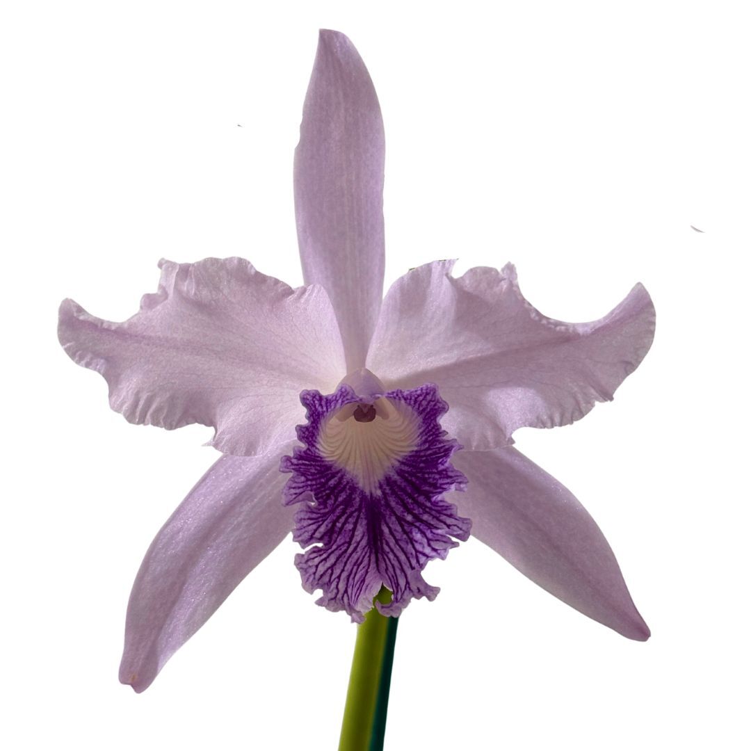 Cattleya lobata var. coerulea