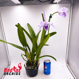 Cattleya lobata var. coerulea