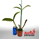 Cattleya amethystoglossa (4n) (H&R)