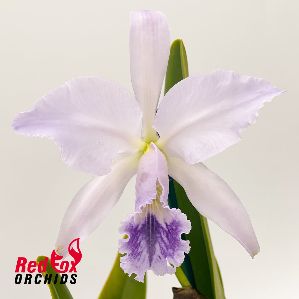 Cattleya labiata var. coerulea