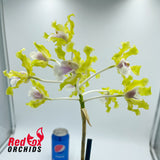 Schomburgkia undulata alba X self