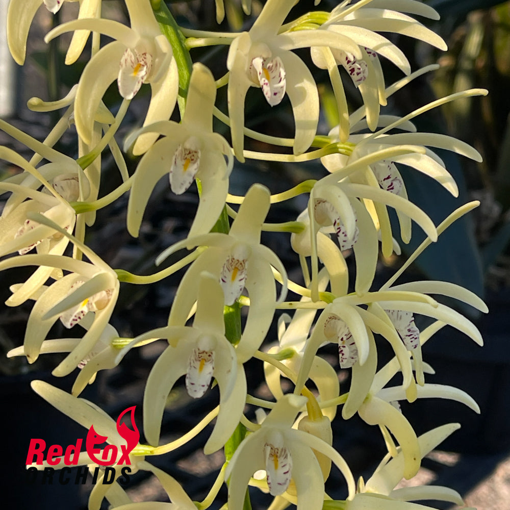 Dendrobium speciosum var. curvicaule 'McKay' X self